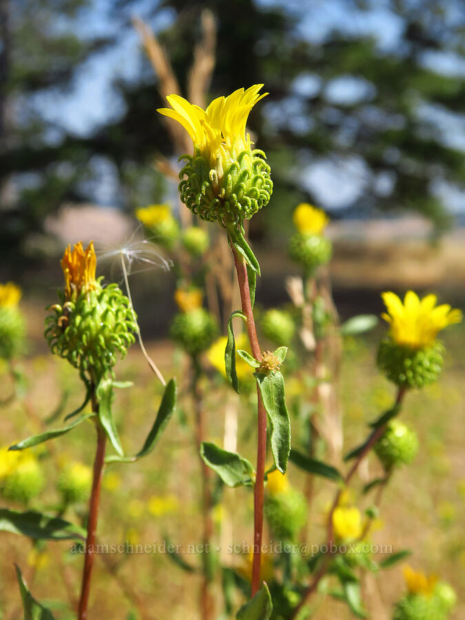 curly gumweed (Grindelia squarrosa) [Isqúulktpe Creek Overlook, Umatilla County, Oregon]