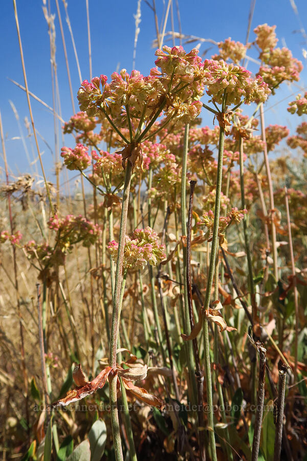 pinkish parsnip-flower buckwheat (Eriogonum heracleoides) [Isqúulktpe Creek Overlook, Umatilla County, Oregon]