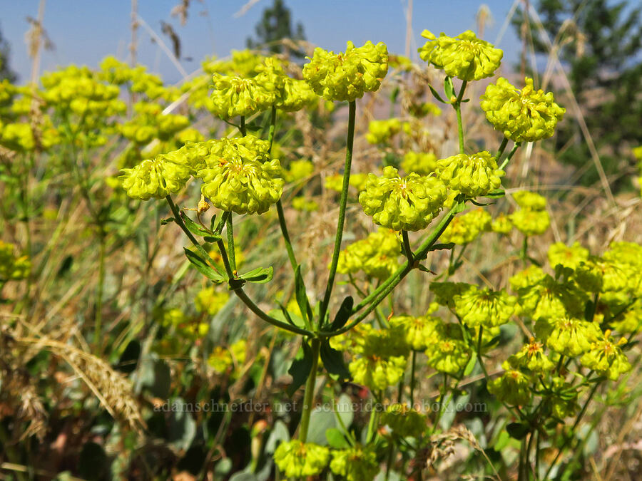 starry sulphur-flower buckwheat (Eriogonum umbellatum var. ellipticum) [Isqúulktpe Creek Overlook, Umatilla County, Oregon]