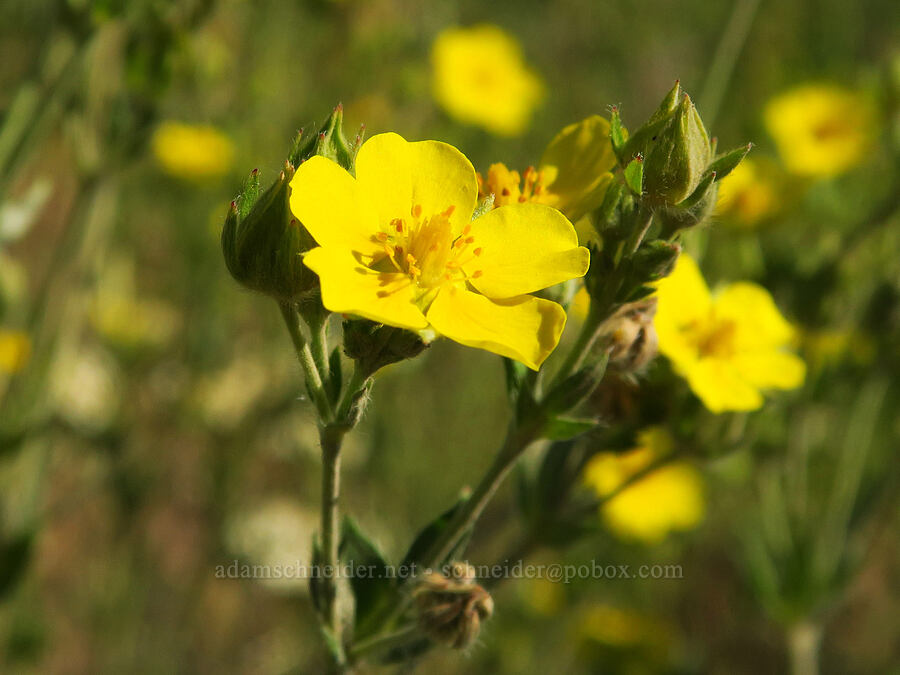 Nuttall's cinquefoil (Potentilla gracilis var. fastigiata (Potentilla gracilis var. nuttallii)) [Emigrant Springs State Heritage Area, Umatilla County, Oregon]