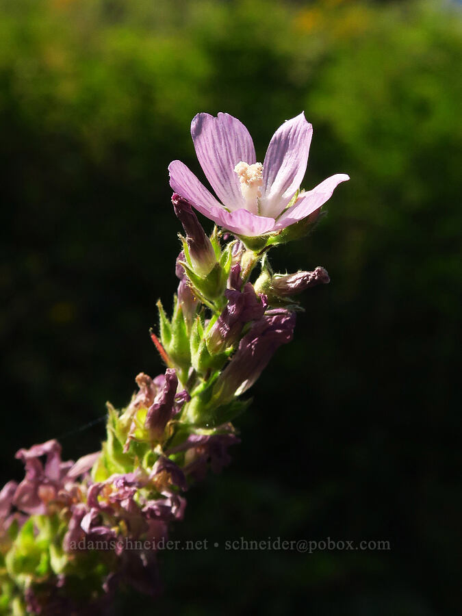 Oregon checker-mallow (Sidalcea oregana) [Emigrant Springs State Heritage Area, Umatilla County, Oregon]