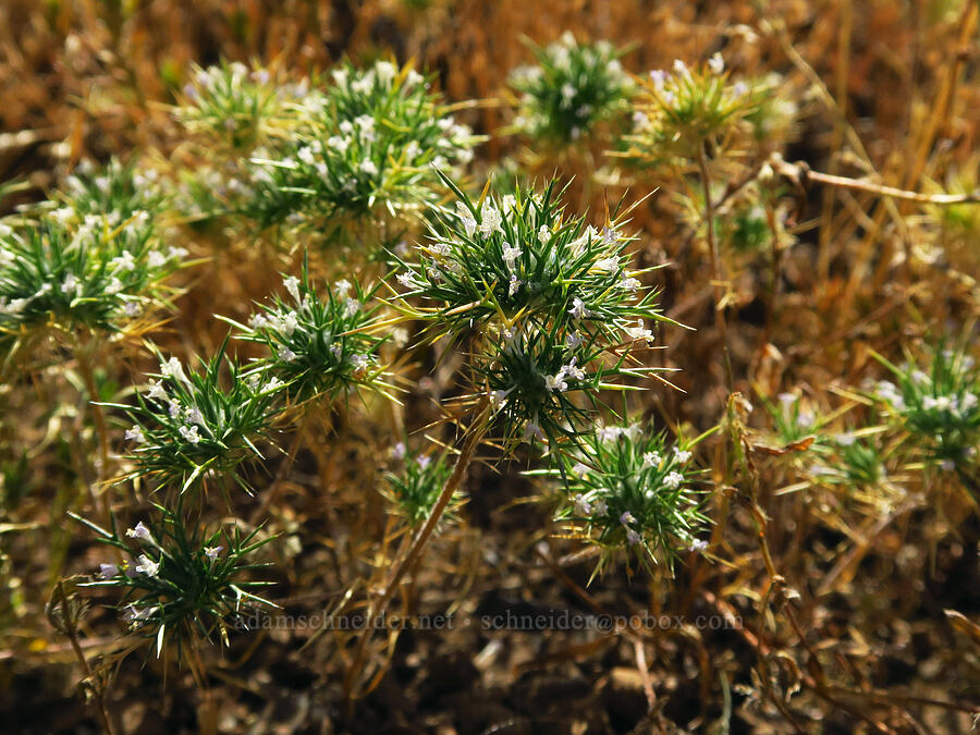 needle-leaf navarretia, fading (Navarretia intertexta ssp. propinqua (Navarretia propinqua)) [Emigrant Springs State Heritage Area, Umatilla County, Oregon]