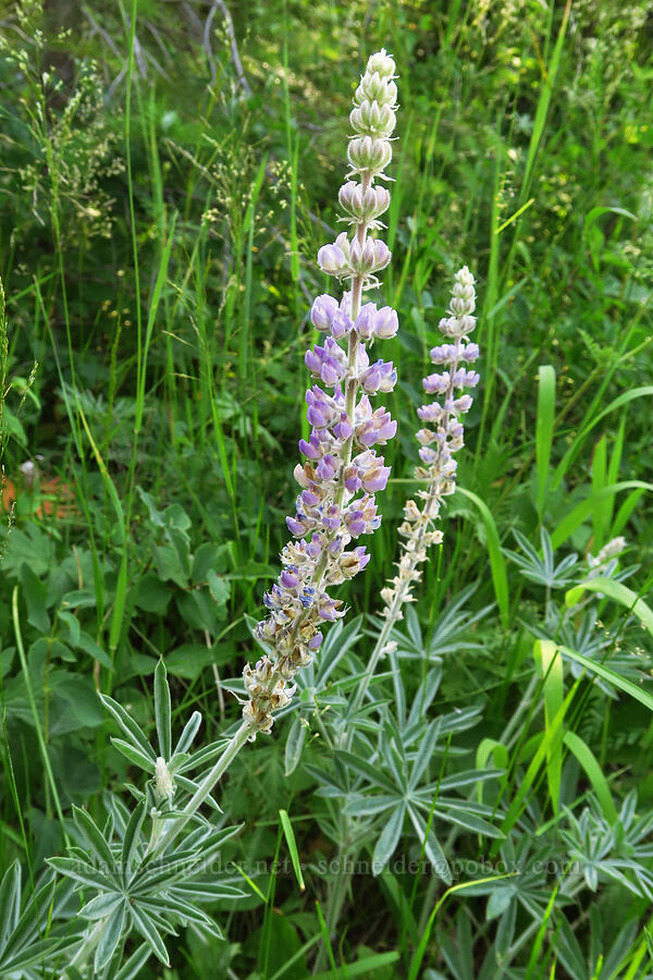 velvet lupine (Lupinus leucophyllus) [Emigrant Springs State Heritage Area, Umatilla County, Oregon]