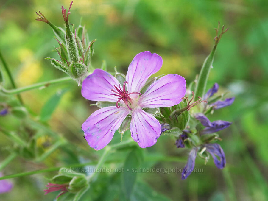 sticky geranium (Geranium viscosissimum) [Emigrant Springs State Heritage Area, Umatilla County, Oregon]