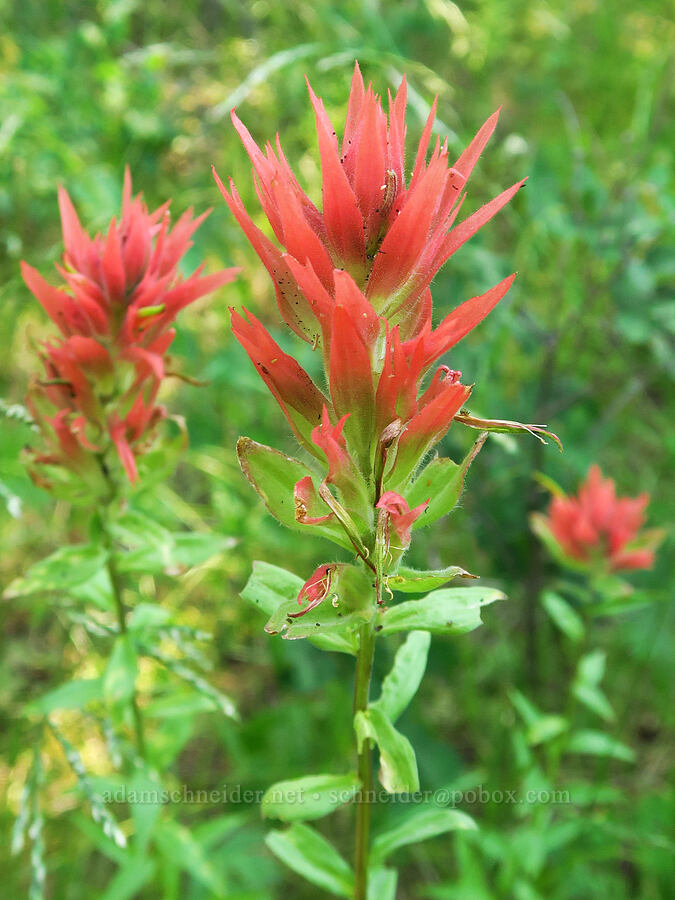 scarlet paintbrush (Castilleja miniata) [Emigrant Springs State Heritage Area, Umatilla County, Oregon]