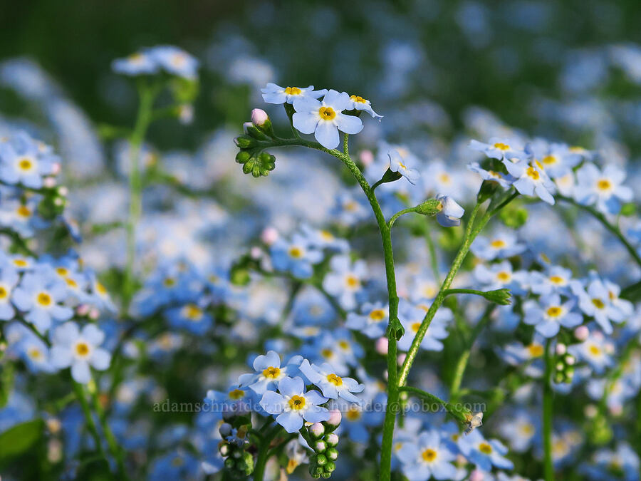 forget-me-nots (Myosotis sp.) [Wallowa Lake Highway, Wallowa County, Oregon]