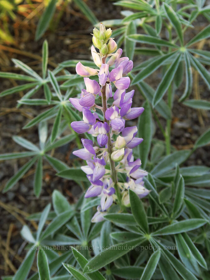 lupine (which?) (Lupinus sp.) [Wallowa Lake Highway, Wallowa County, Oregon]