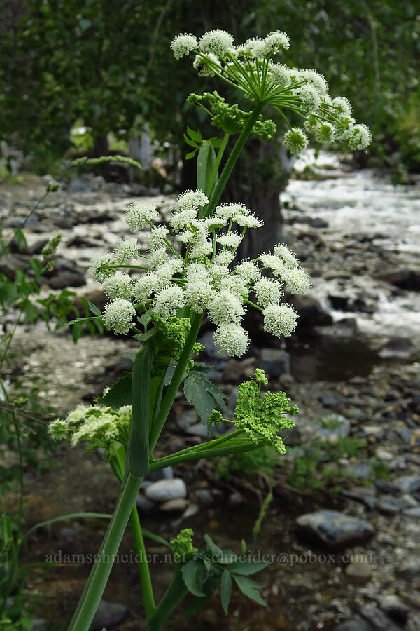 sharp-tooth angelica (Angelica arguta) [Wallowa Lake State Park, Wallowa County, Oregon]