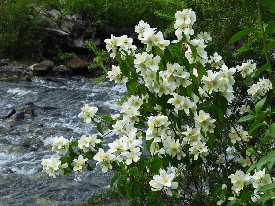 Lewis' mock-orange (Philadelphus lewisii) [Wallowa Lake State Park, Wallowa County, Oregon]