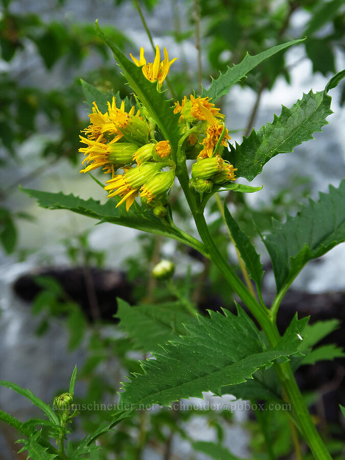 arrow-leaf groundsel (Senecio triangularis) [Wallowa Lake State Park, Wallowa County, Oregon]