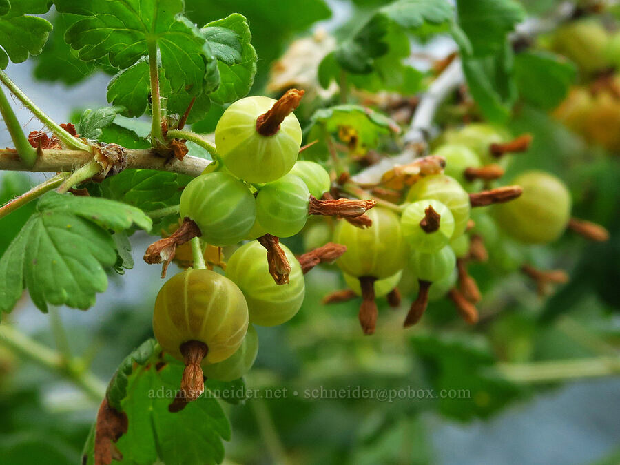 Canada gooseberries (Ribes oxyacanthoides) [Wallowa Lake State Park, Wallowa County, Oregon]