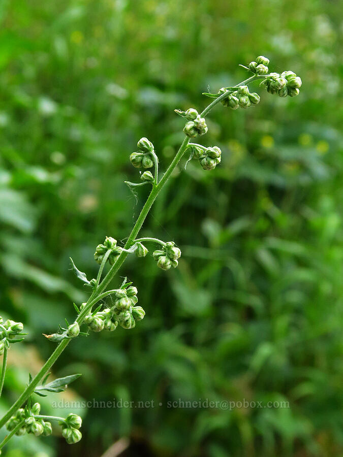 sagewort/wormwood (which?) (Artemisia sp.) [Wallowa Lake State Park, Wallowa County, Oregon]