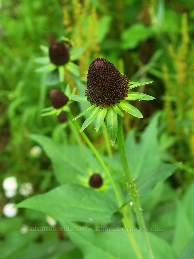 western coneflower (Rudbeckia occidentalis) [Wallowa Lake State Park, Wallowa County, Oregon]