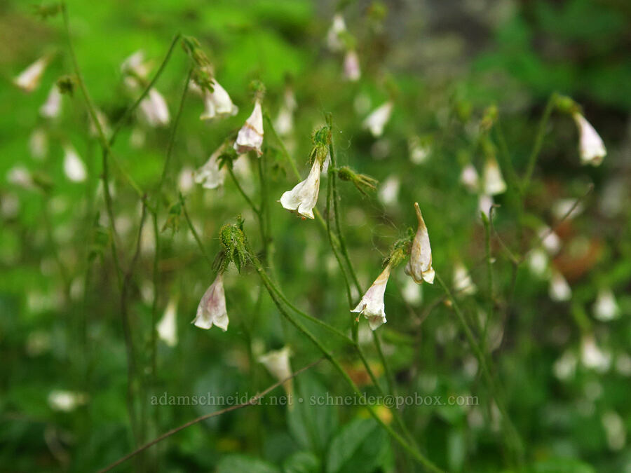 twinflowers, fading (Linnaea borealis) [Wallowa Lake State Park, Wallowa County, Oregon]