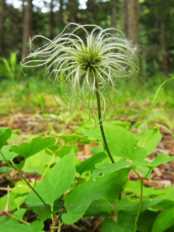 western blue clematis, gone to seed (Clematis occidentalis var. grosseserrata) [Wallowa Lake State Park, Wallowa County, Oregon]