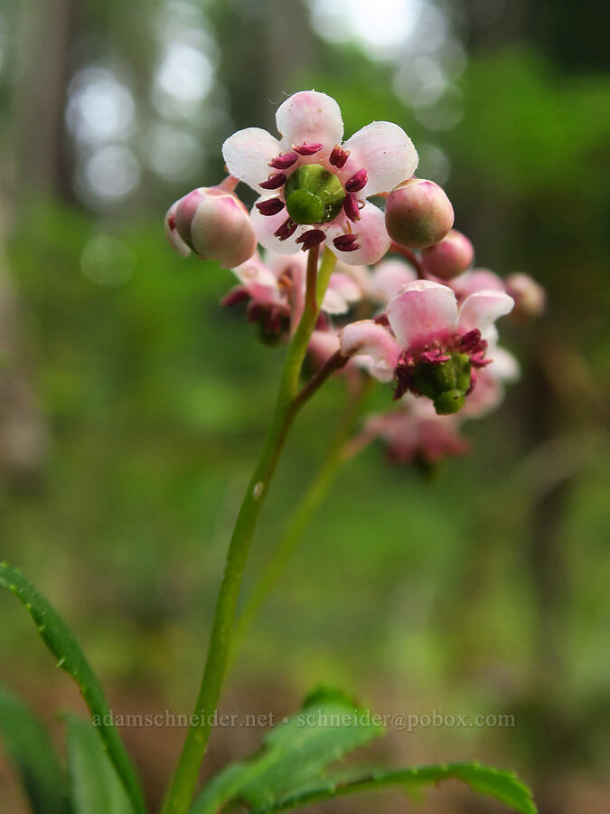 pipsissewa (Chimaphila umbellata) [Wallowa Lake State Park, Wallowa County, Oregon]