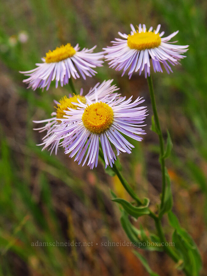 showy fleabane (Erigeron speciosus) [Forest Road 39, Wallowa-Whitman National Forest, Wallowa County, Oregon]