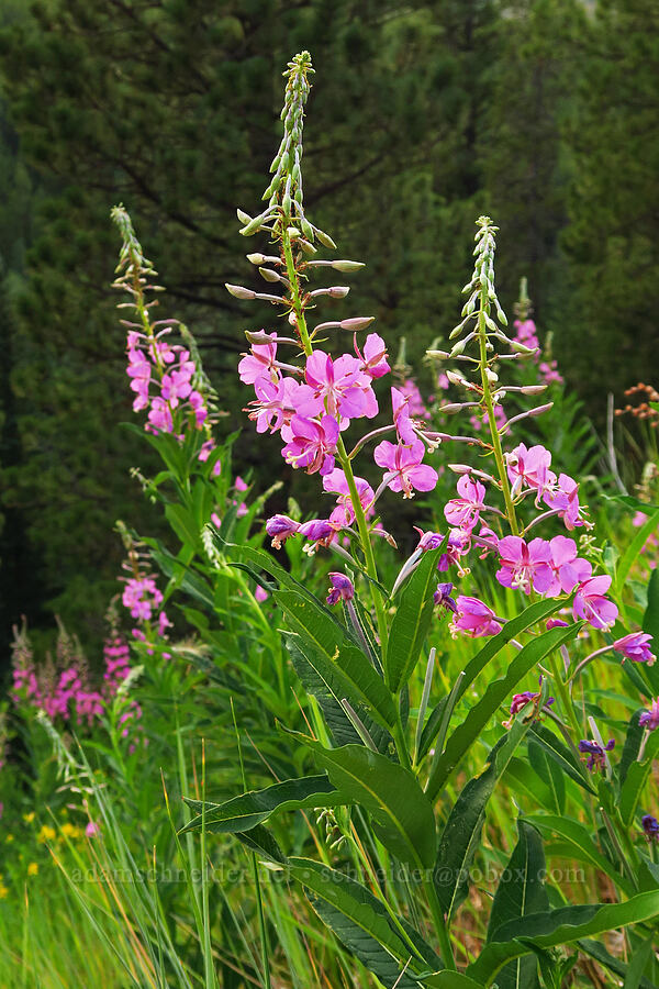 fireweed (Chamerion angustifolium (Chamaenerion angustifolium) (Epilobium angustifolium)) [Forest Road 39, Wallowa-Whitman National Forest, Wallowa County, Oregon]