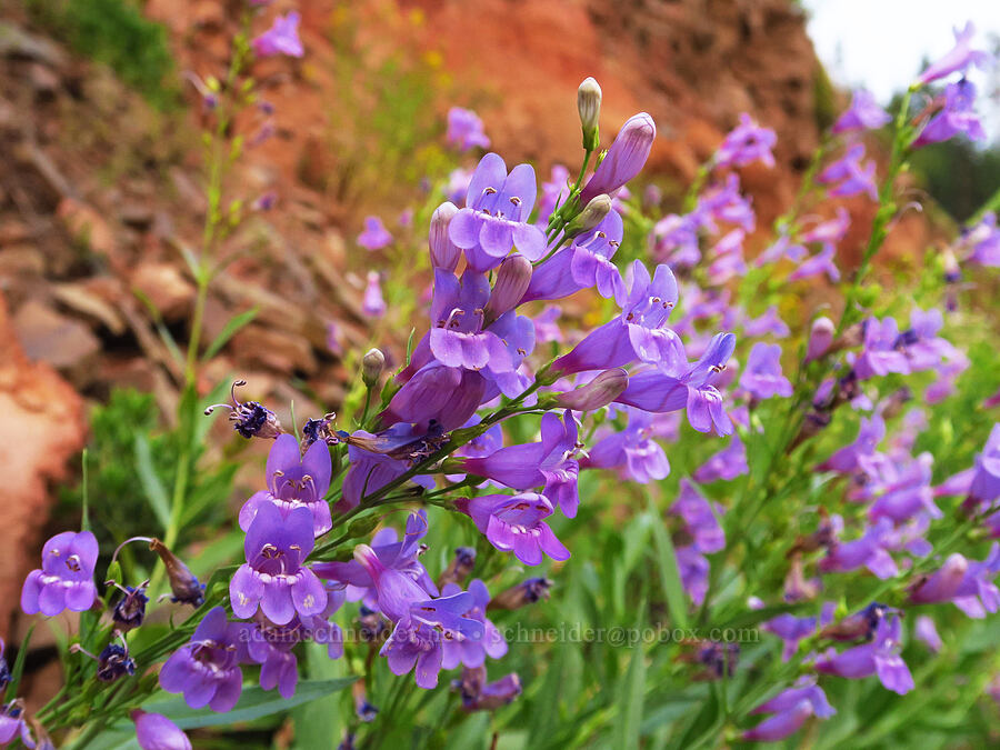 Venus penstemon (Penstemon venustus) [Forest Road 39, Wallowa-Whitman National Forest, Wallowa County, Oregon]