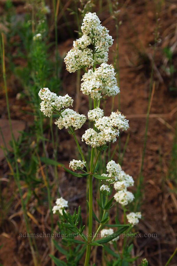 northern bedstraw (Galium boreale) [Forest Road 39, Wallowa-Whitman National Forest, Wallowa County, Oregon]