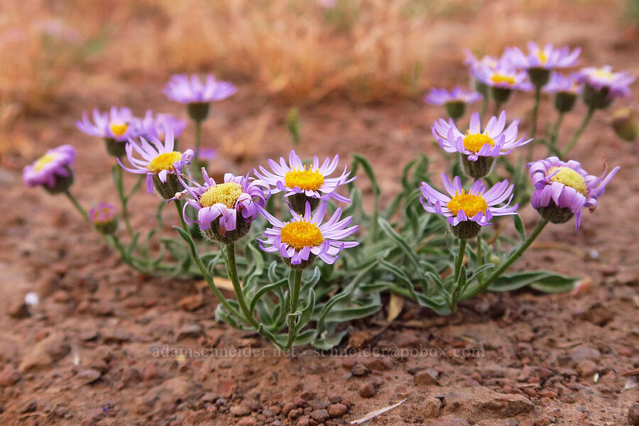 Eaton's lavender fleabane (Erigeron eatonii var. lavandulus) [Forest Road 3915, Wallowa-Whitman National Forest, Wallowa County, Oregon]