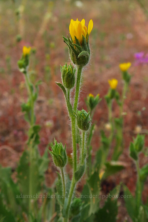 sticky goldenweed (Pyrrocoma hirta var. sonchifolia (Haplopappus hirtus var. sonchifolius)) [Forest Road 3915, Wallowa-Whitman National Forest, Wallowa County, Oregon]