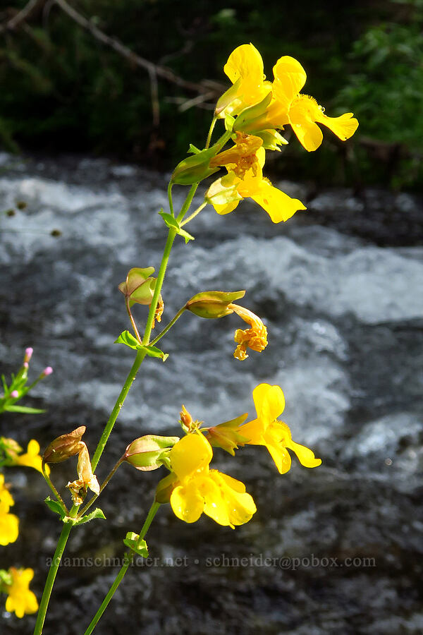 yellow monkeyflower (Erythranthe guttata (Mimulus guttatus)) [Salt Creek Summit, Wallowa-Whitman National Forest, Wallowa County, Oregon]