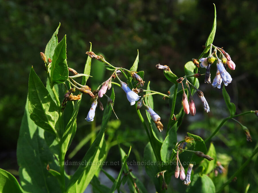 mountain bluebells (?) (Mertensia ciliata) [Salt Creek Summit, Wallowa-Whitman National Forest, Wallowa County, Oregon]