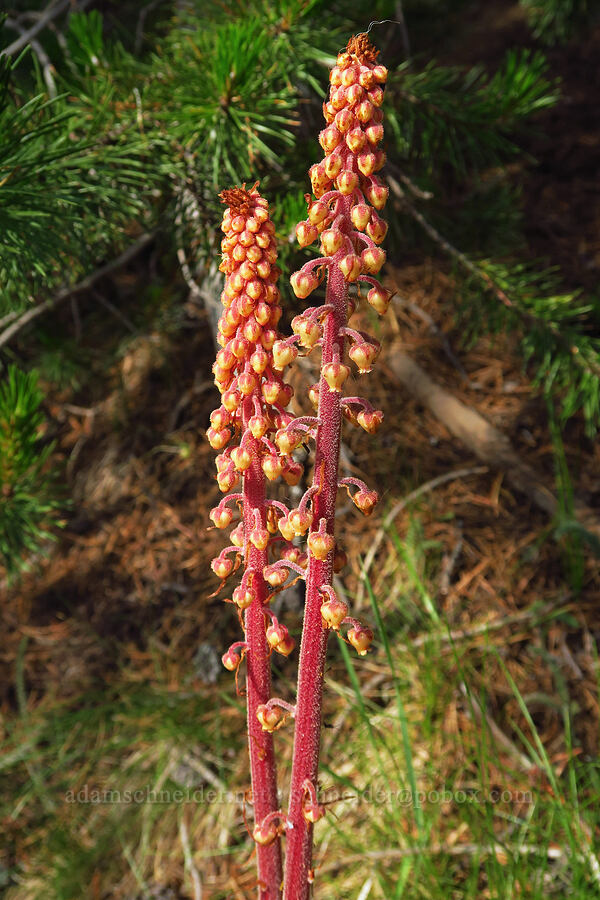 pinedrops (Pterospora andromedea) [Salt Creek Summit, Wallowa-Whitman National Forest, Wallowa County, Oregon]