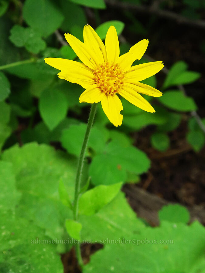 heart-leaf arnica (Arnica cordifolia) [Salt Creek Summit, Wallowa-Whitman National Forest, Wallowa County, Oregon]