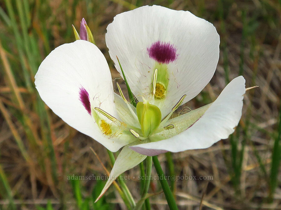 white/big-pod mariposa lily (Calochortus eurycarpus) [Salt Creek Summit, Wallowa-Whitman National Forest, Wallowa County, Oregon]