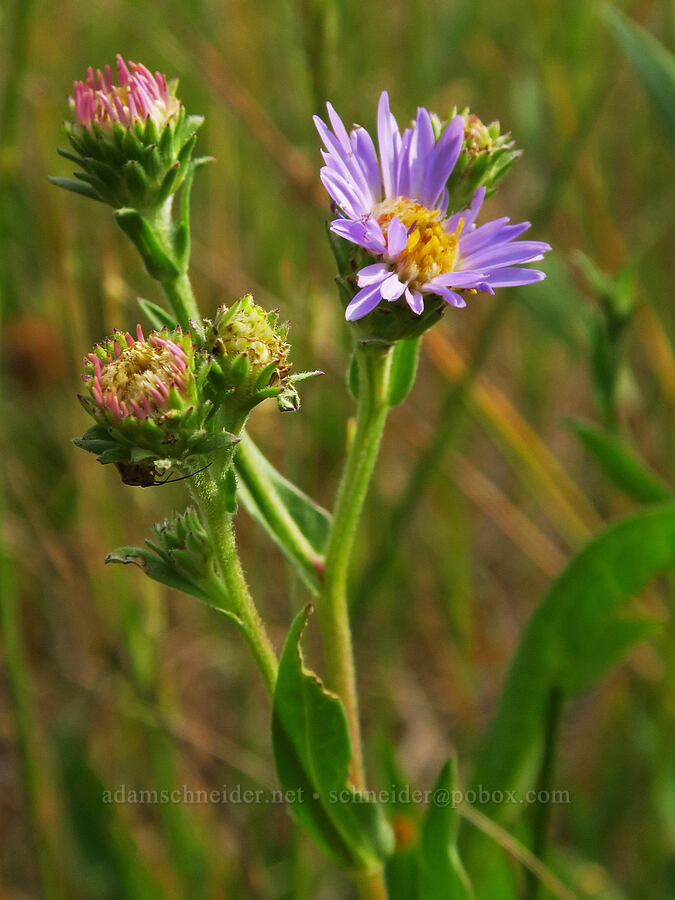 leafy-bract aster (?) (Symphyotrichum foliaceum (Aster foliaceus)) [Salt Creek Summit, Wallowa-Whitman National Forest, Wallowa County, Oregon]