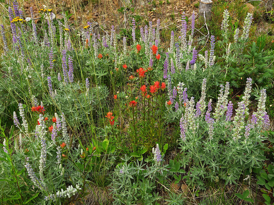 velvet lupine & scarlet paintbrush (Lupinus leucophyllus, Castilleja miniata) [Forest Road 39, Wallowa-Whitman National Forest, Wallowa County, Oregon]