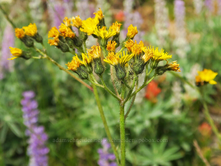 Scouler's hawkweed (Hieracium scouleri (Pilosella scouleri)) [Forest Road 39, Wallowa-Whitman National Forest, Wallowa County, Oregon]