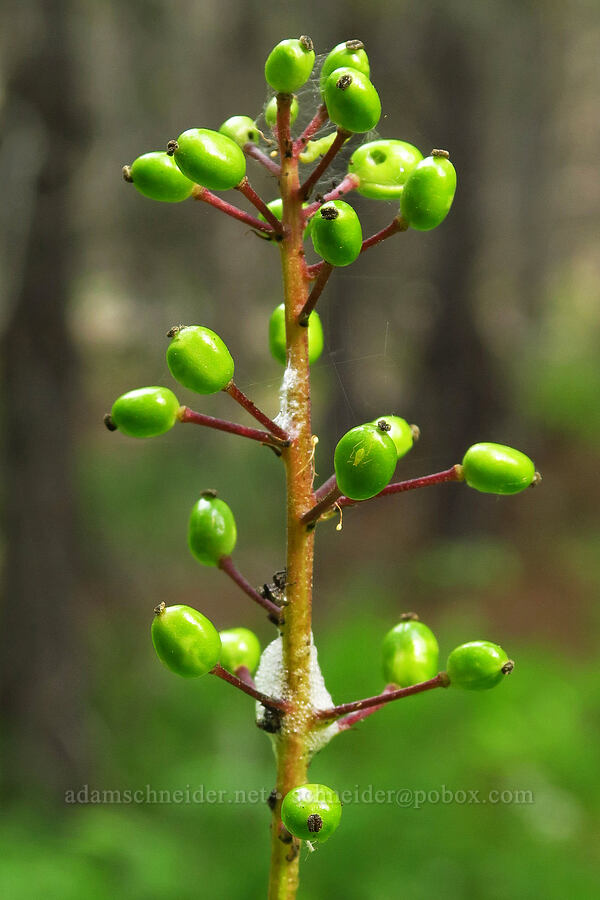 unripe baneberries (Actaea rubra) [Forest Road 39, Wallowa-Whitman National Forest, Wallowa County, Oregon]