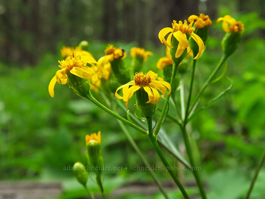 arrow-leaf groundsel (Senecio triangularis) [Forest Road 39, Wallowa-Whitman National Forest, Wallowa County, Oregon]