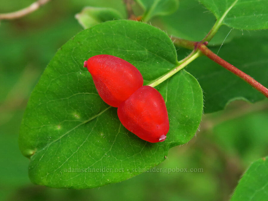 Utah honeysuckle berries (Lonicera utahensis) [Forest Road 39, Wallowa-Whitman National Forest, Wallowa County, Oregon]