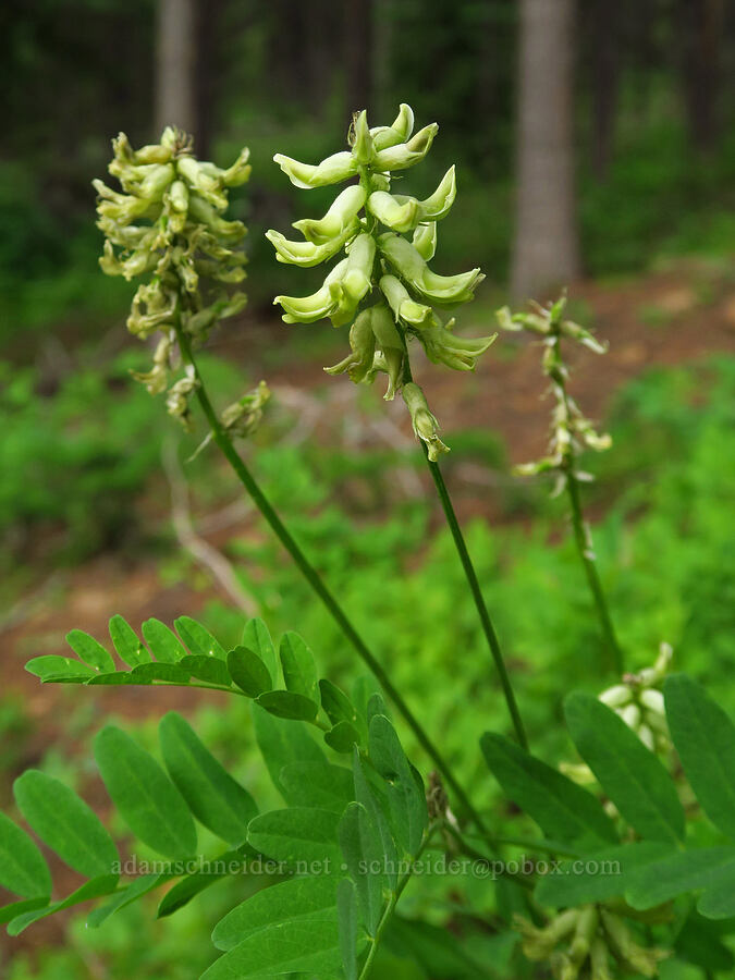 Morton's Canadian milk-vetch (Astragalus canadensis var. mortonii) [Forest Road 39, Wallowa-Whitman National Forest, Wallowa County, Oregon]