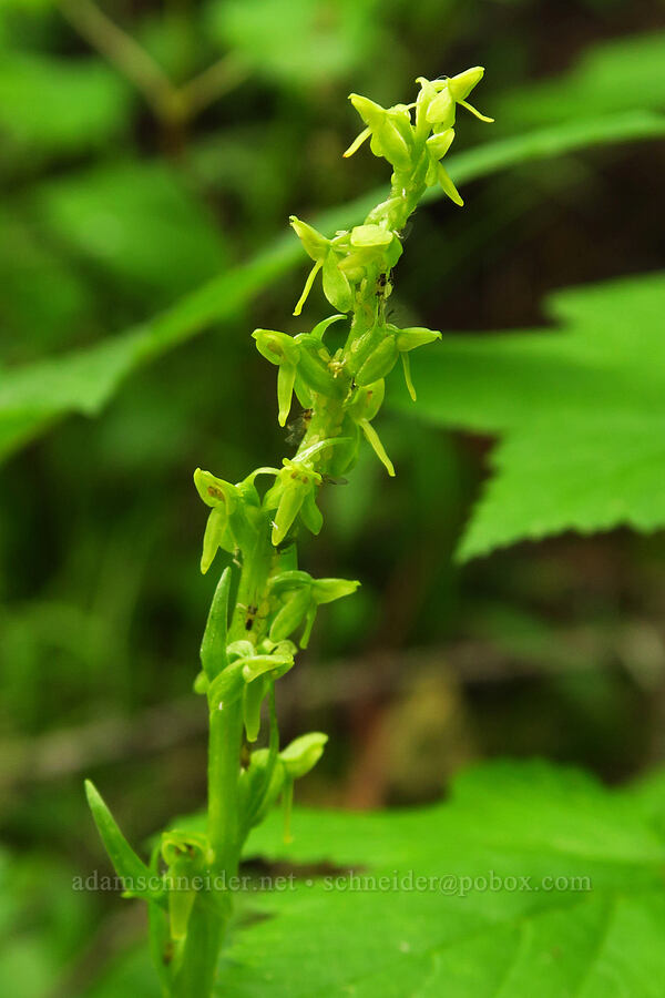 slender bog orchid (Platanthera stricta (Piperia stricta)) [Forest Road 39, Wallowa-Whitman National Forest, Wallowa County, Oregon]