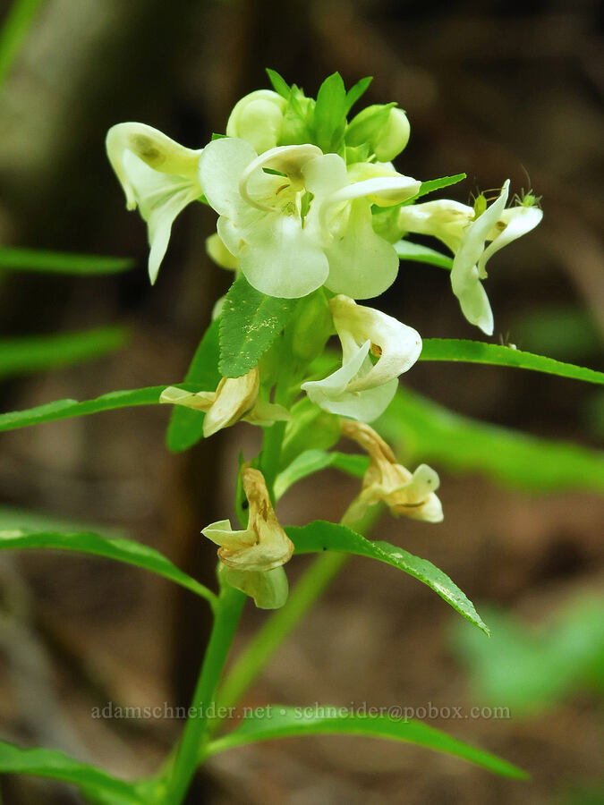 sickle-top lousewort (Pedicularis racemosa) [Forest Road 39, Wallowa-Whitman National Forest, Wallowa County, Oregon]