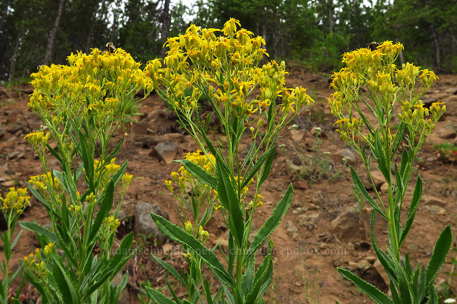 serrated ragwort (sawtooth groundsel) (Senecio serra var. serra) [Forest Road 39, Wallowa-Whitman National Forest, Wallowa County, Oregon]