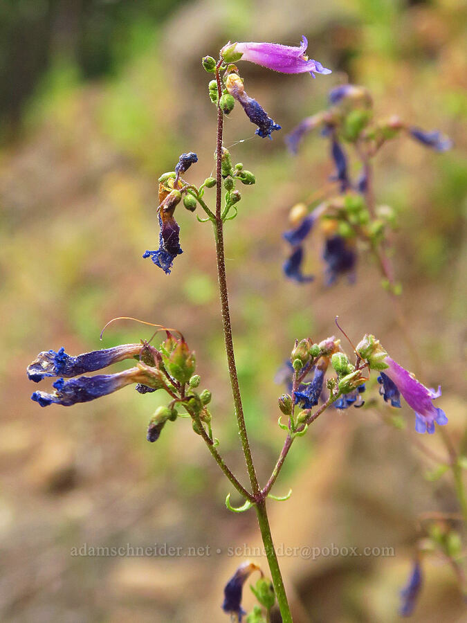 Wilcox's penstemon (Penstemon wilcoxii) [Forest Road 39, Wallowa-Whitman National Forest, Wallowa County, Oregon]