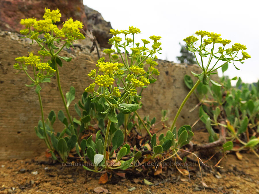 starry sulphur-flower buckwheat (Eriogonum umbellatum var. ellipticum) [Forest Road 39, Wallowa-Whitman National Forest, Wallowa County, Oregon]