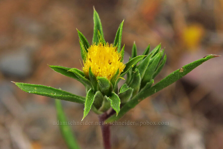 Cusick's golden-weed (Pyrrocoma carthamoides var. cusickii (Haplopappus carthamoides)) [Forest Road 39, Wallowa-Whitman National Forest, Wallowa County, Oregon]