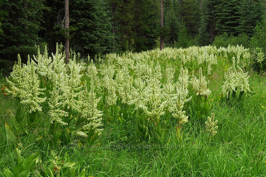 California corn lilies (Veratrum californicum) [Forest Road 39, Wallowa-Whitman National Forest, Wallowa County, Oregon]