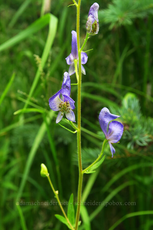 monkshood (Aconitum columbianum) [Forest Road 39, Wallowa-Whitman National Forest, Wallowa County, Oregon]