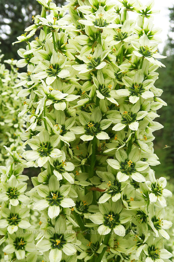 California corn lily (Veratrum californicum) [Forest Road 39, Wallowa-Whitman National Forest, Wallowa County, Oregon]