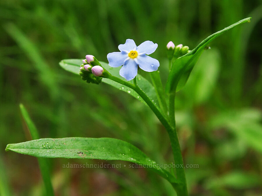 forget-me-not (Myosotis sp.) [Forest Road 39, Wallowa-Whitman National Forest, Wallowa County, Oregon]