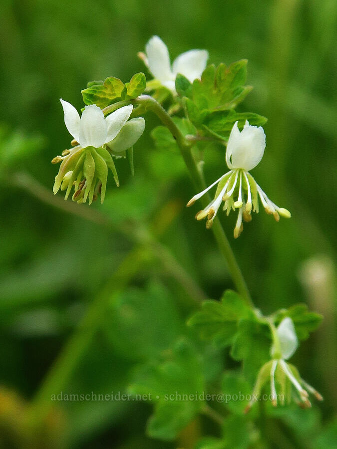 mountain meadow-rue (Thalictrum sparsiflorum) [Forest Road 39, Wallowa-Whitman National Forest, Wallowa County, Oregon]