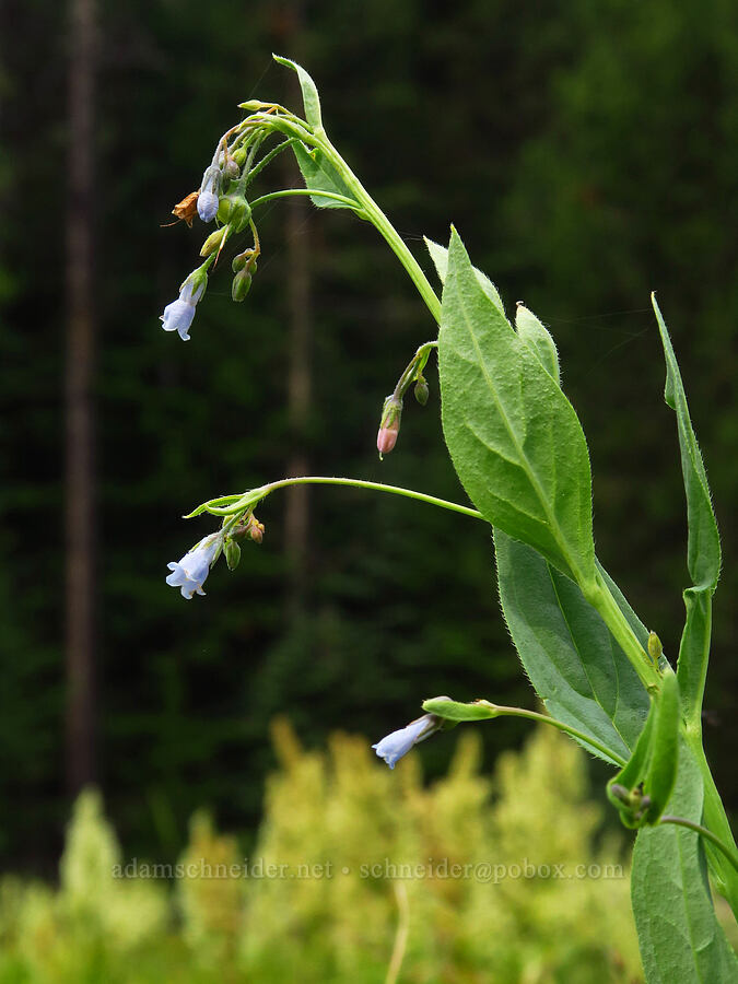 tall bluebells (Mertensia paniculata) [Forest Road 39, Wallowa-Whitman National Forest, Wallowa County, Oregon]